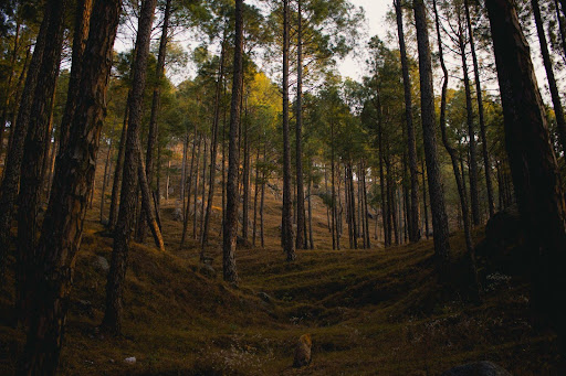 Ranikhet